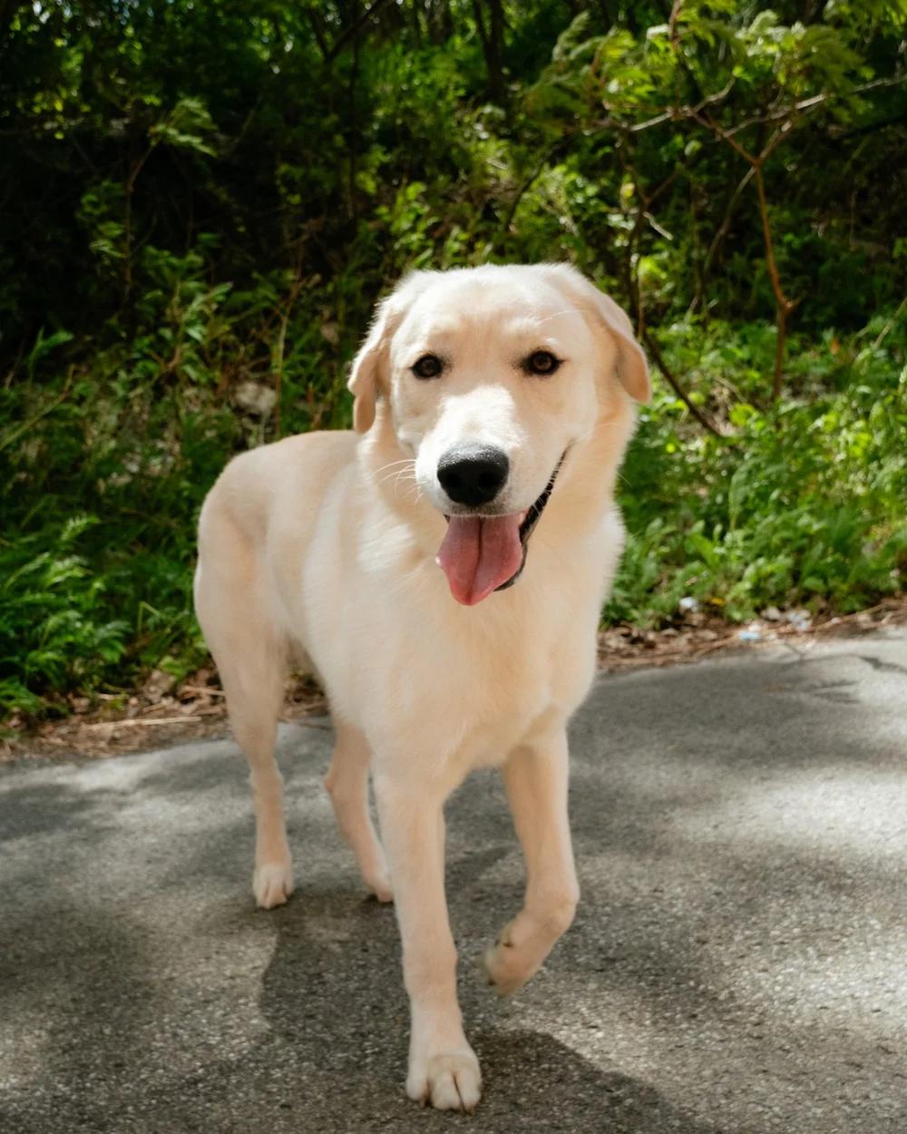 Enlarge Marley, an adopted mixed breed in laval, QC image 2/4
