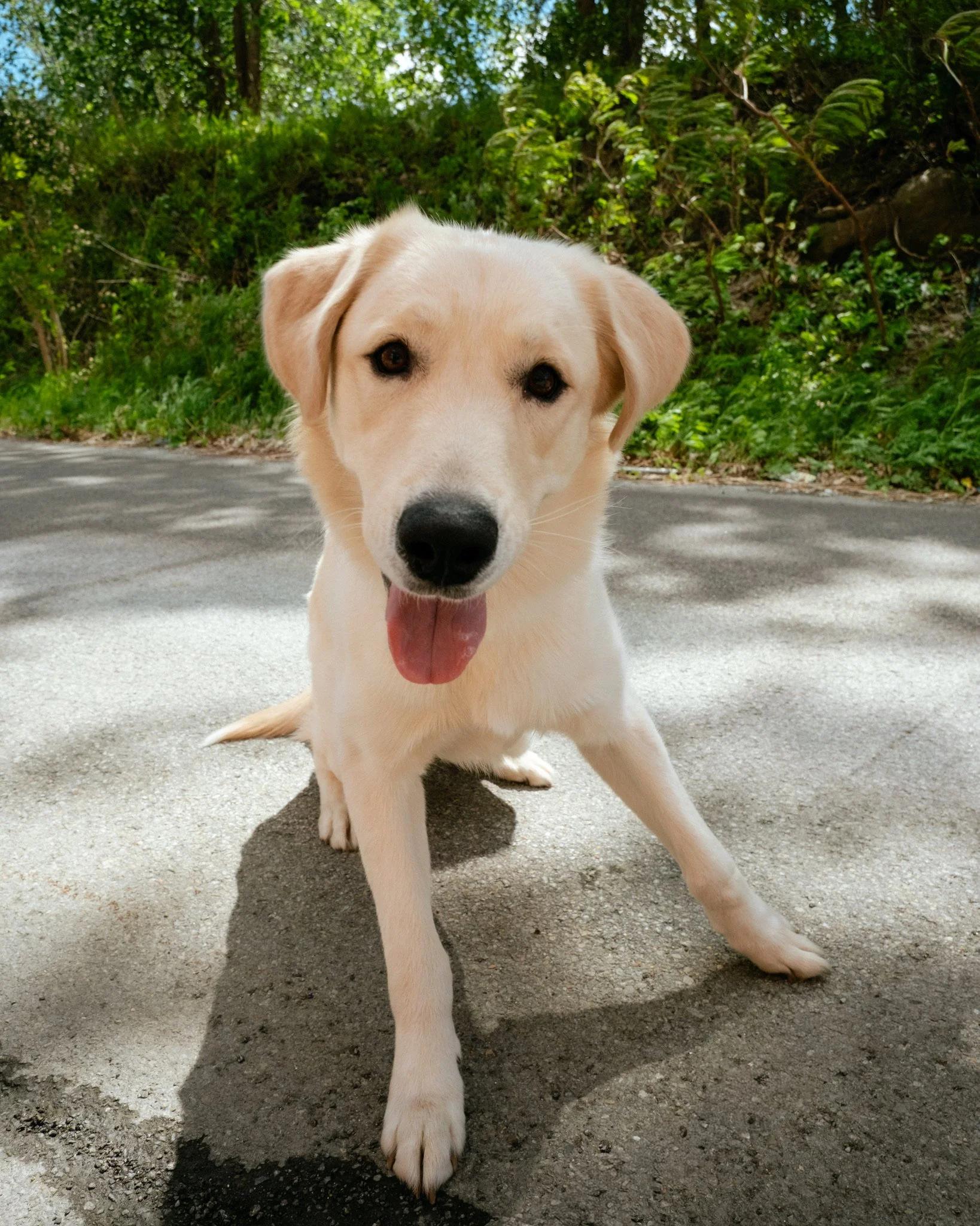 Marley, adopted, Young Male Golden Retriever & Husky.