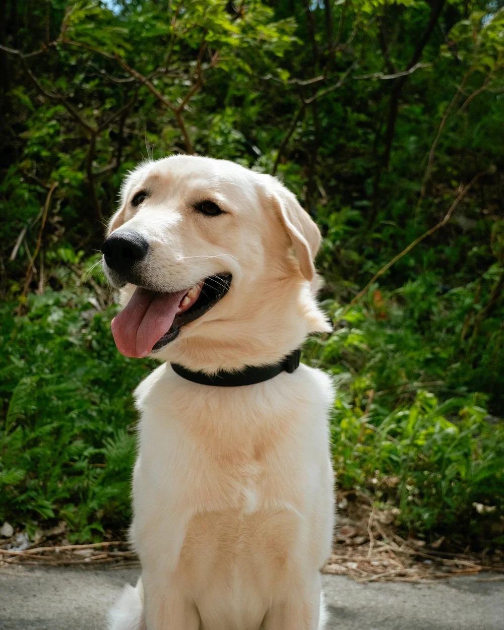 Enlarge Marley, an adopted mixed breed in laval, QC image 3/4