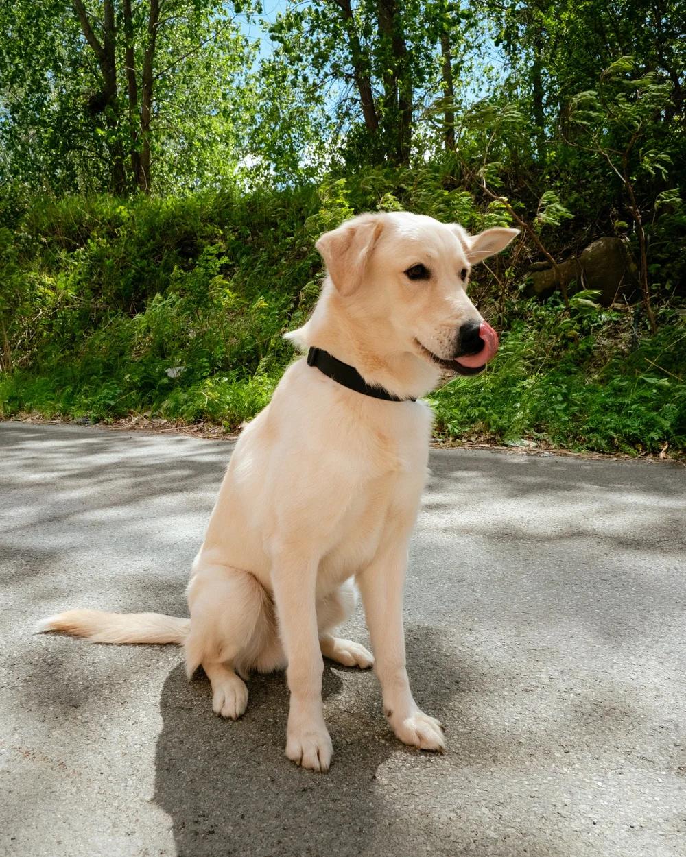 Enlarge Marley, an adopted mixed breed in laval, QC image 4/4