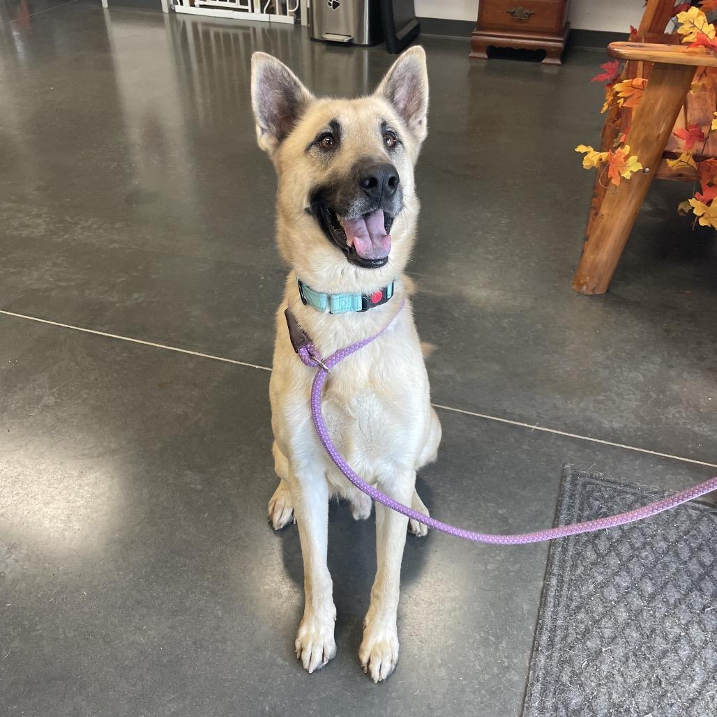 Scout, Adoptable, Adult Male Shepherd.
