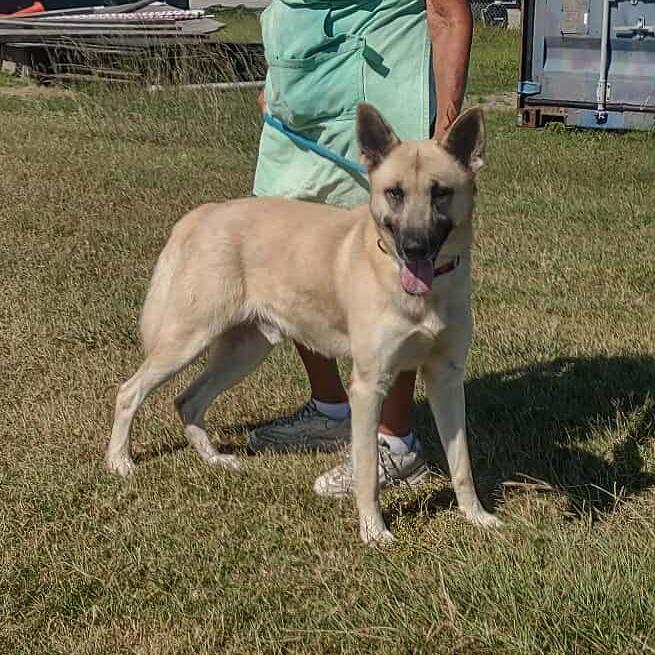 Enlarge Scout, a Adoptable Shepherd in Dickinson, TX image 2/6