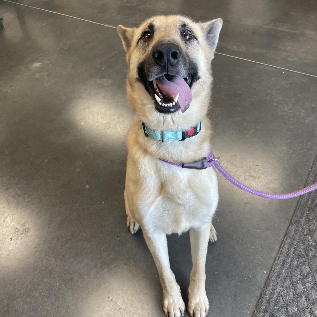 Enlarge Scout, a Adoptable Shepherd in Dickinson, TX image 3/6