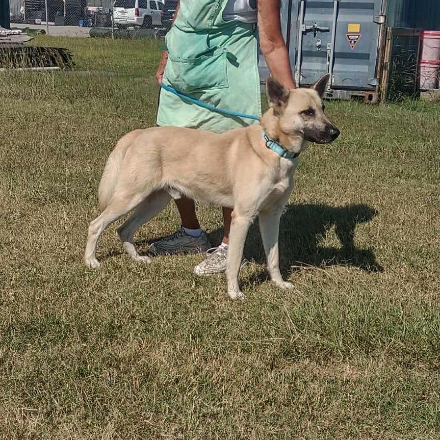 Enlarge Scout, a Adoptable Shepherd in Dickinson, TX image 4/6