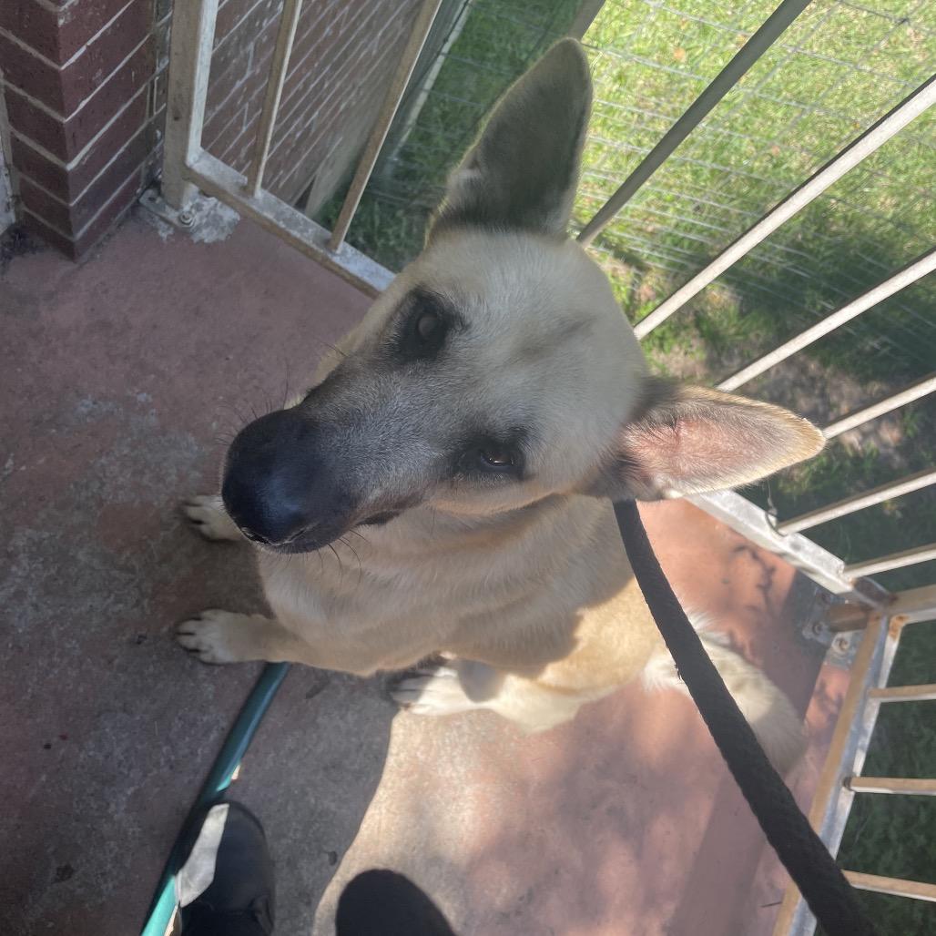 Enlarge Scout, a Adoptable Shepherd in Dickinson, TX image 5/6