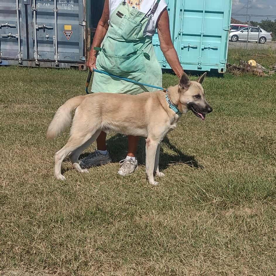 Enlarge Scout, a Adoptable Shepherd in Dickinson, TX image 6/6