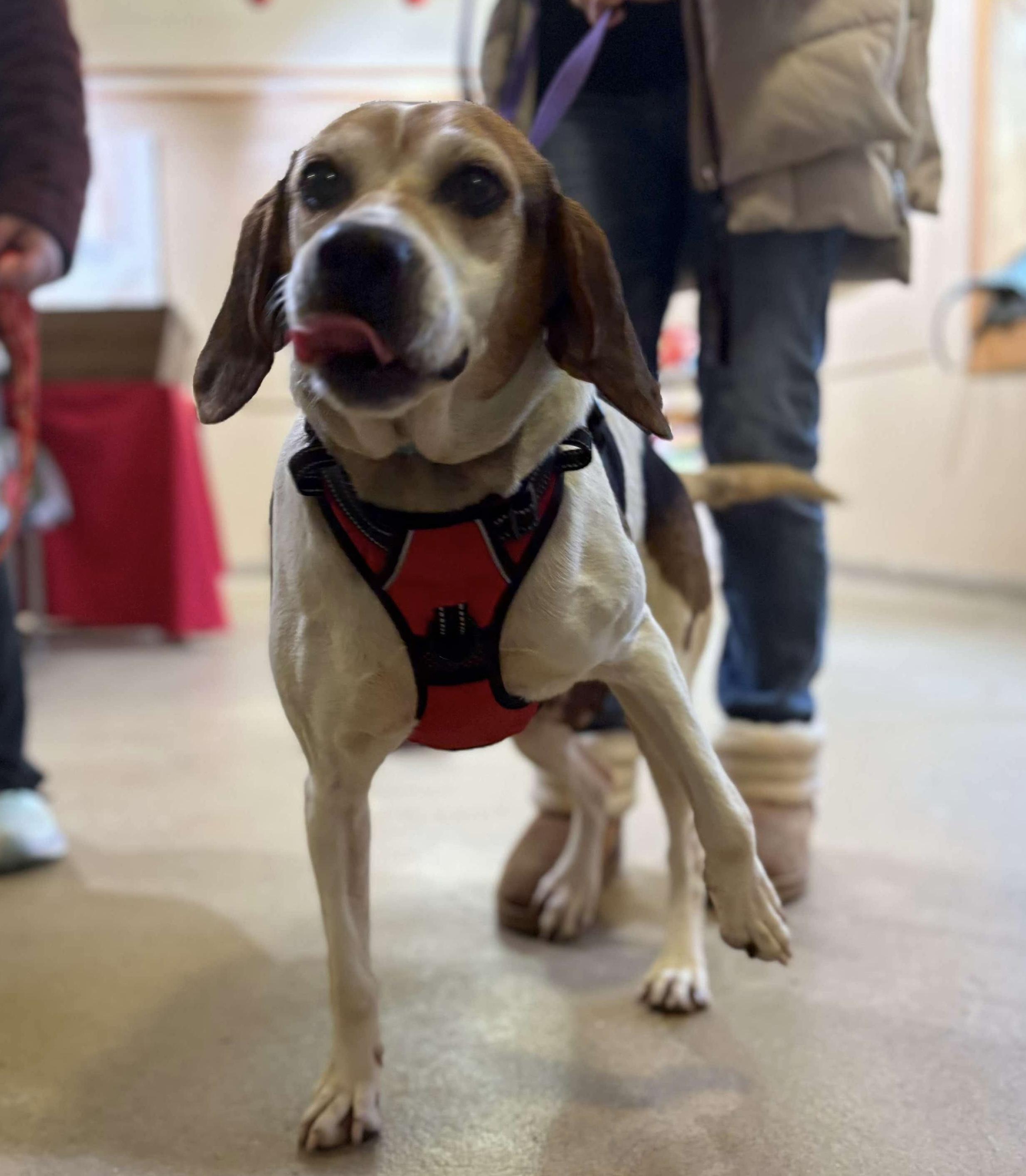 Enlarge Peaches, a Adoptable Hound in Westwood, NJ image 4/6
