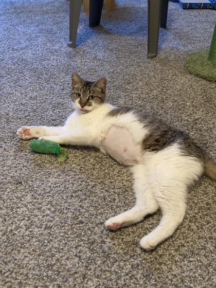 Chai, Adoptable, Adult Female Domestic Short Hair & Domestic Short Hair.