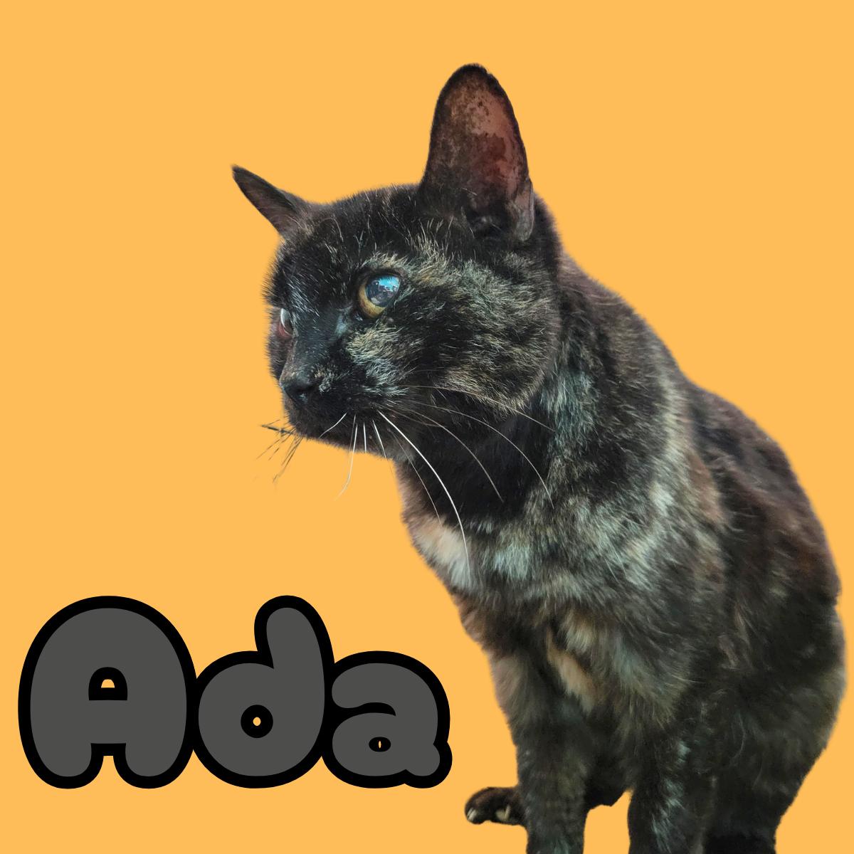 Enlarge Ada, a ADOPTABLE Domestic Short Hair in South Padre Island, TX image 1/1