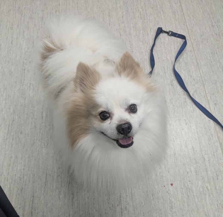 Snowy, ADOPTABLE, Adult Male Pomeranian.