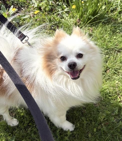 Enlarge Snowy, a ADOPTABLE mixed breed in North Canton, OH image 2/5