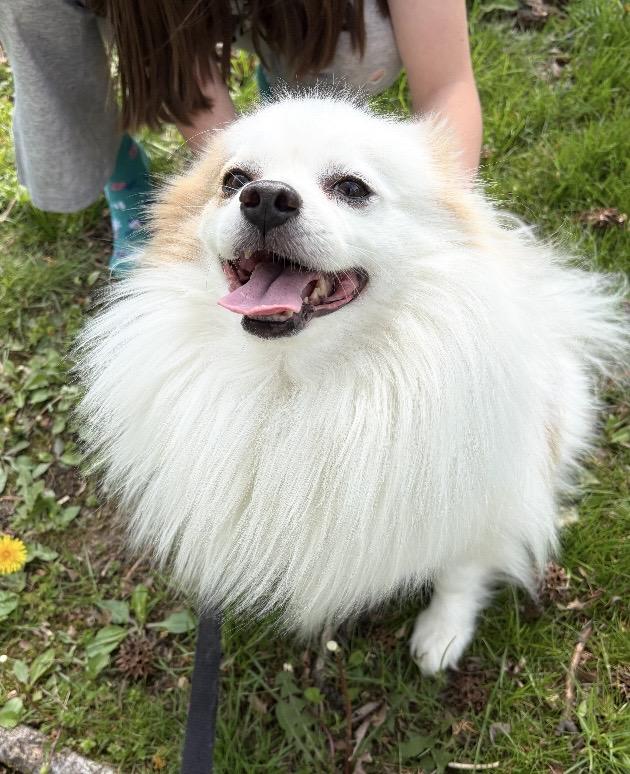 Enlarge Snowy, a ADOPTABLE mixed breed in North Canton, OH image 3/5