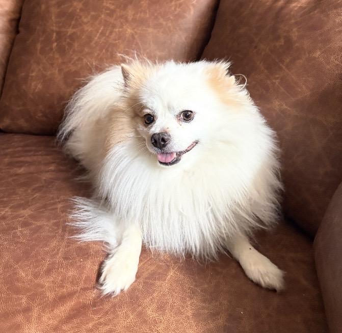 Enlarge Snowy, a ADOPTABLE mixed breed in North Canton, OH image 4/5