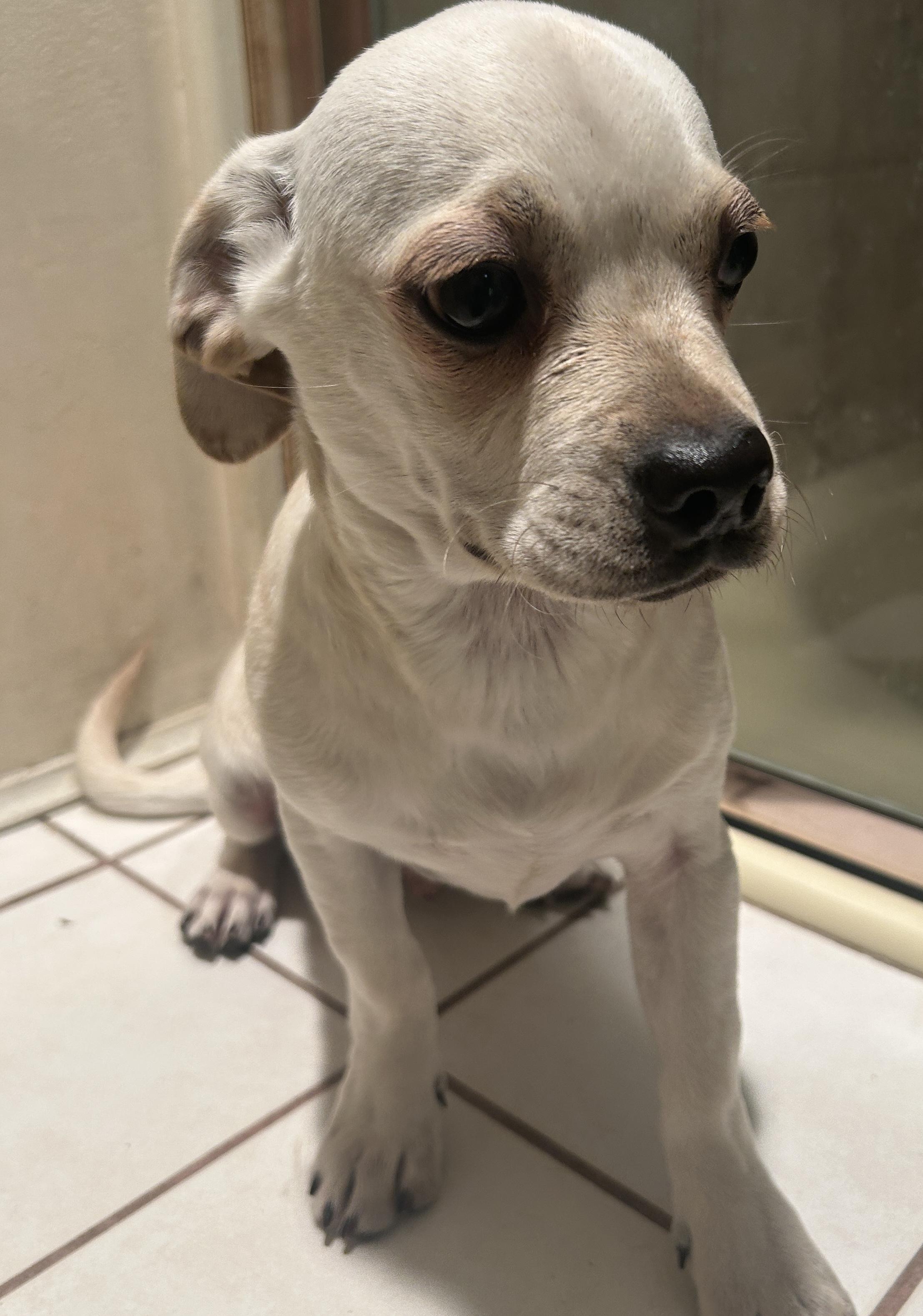 Enlarge WALLY , a ADOPTABLE mixed breed in El Cajon, CA image 4/6