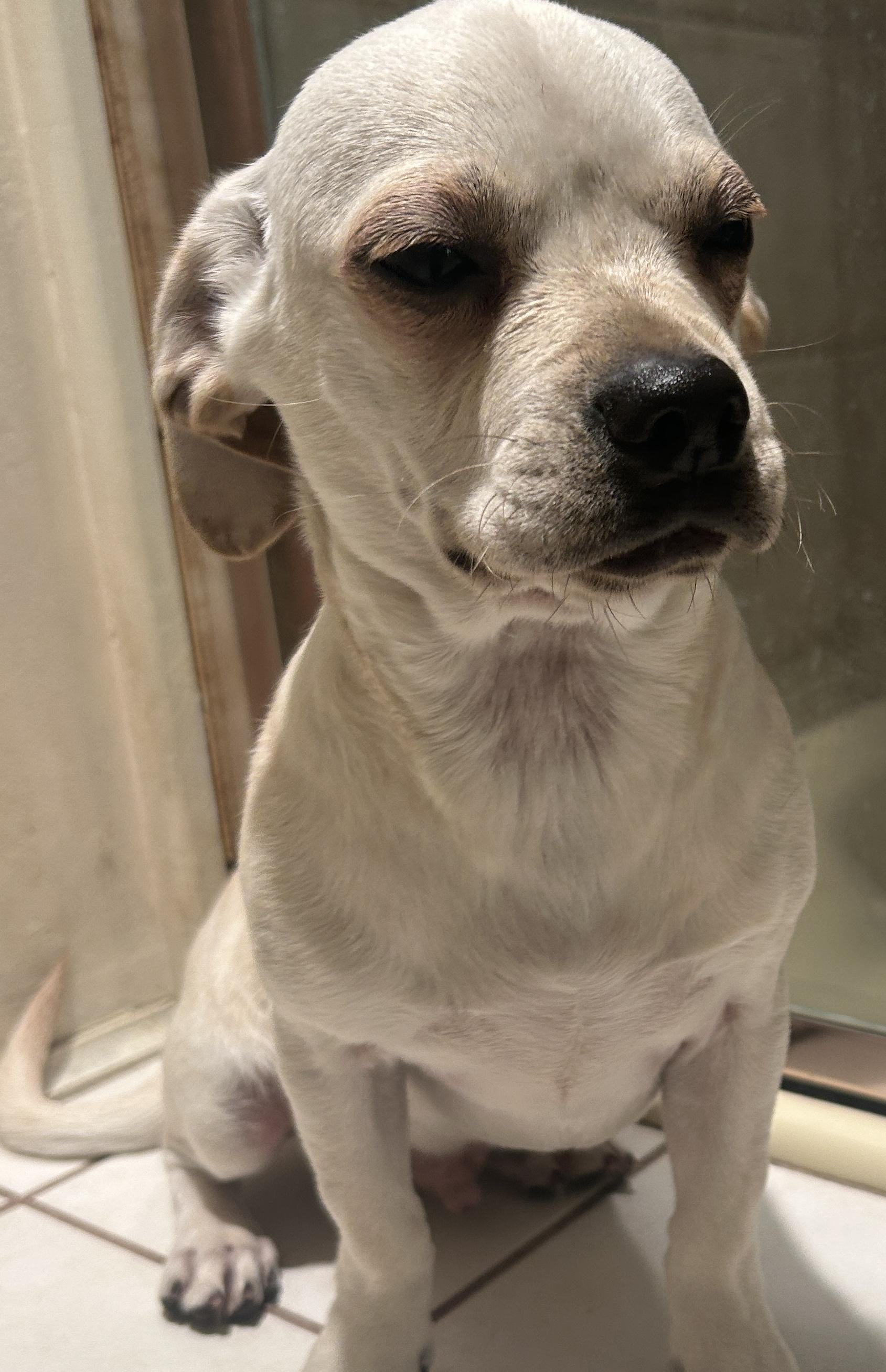 Enlarge WALLY , a ADOPTABLE mixed breed in El Cajon, CA image 2/6