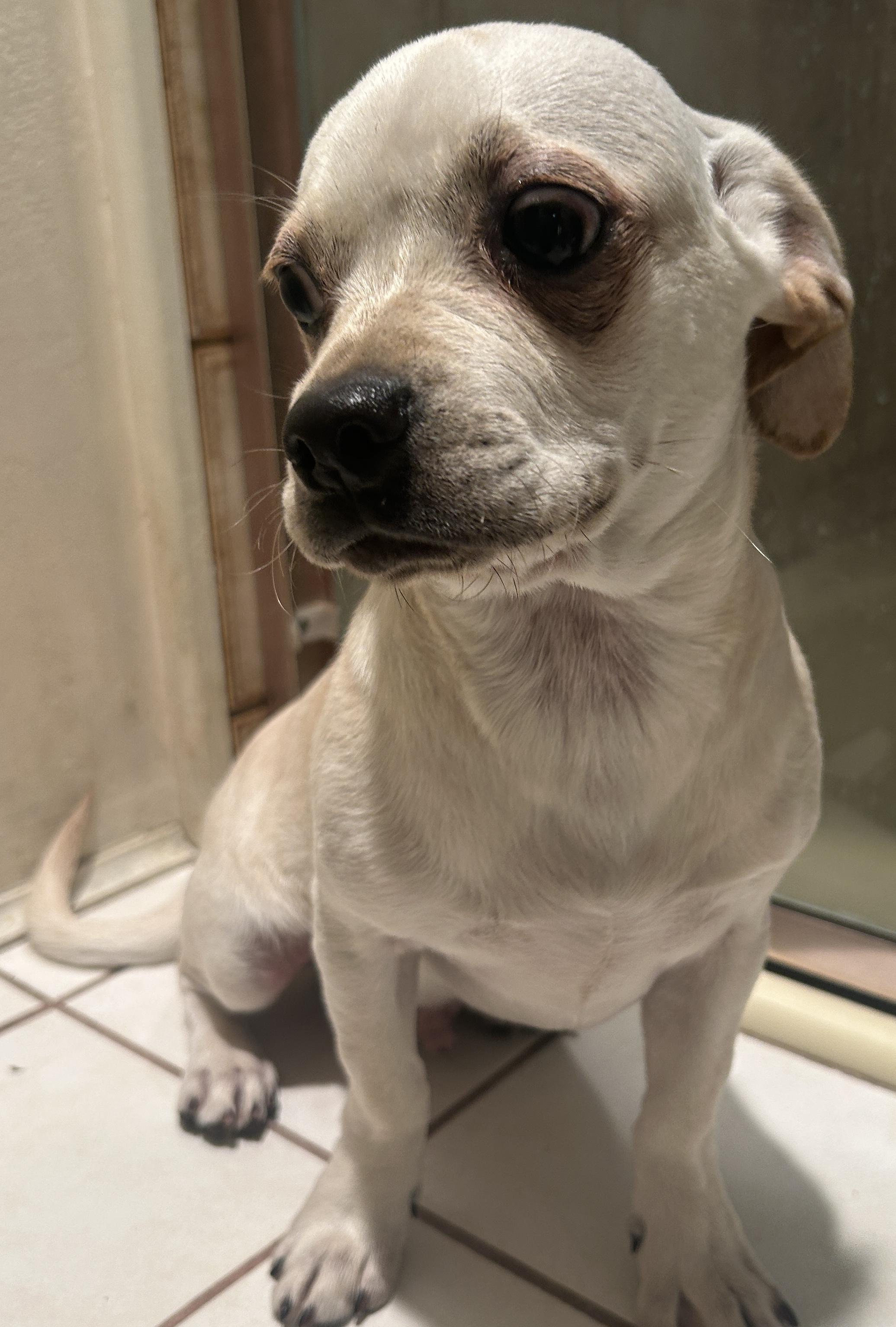 Enlarge WALLY , a ADOPTABLE mixed breed in El Cajon, CA image 6/6