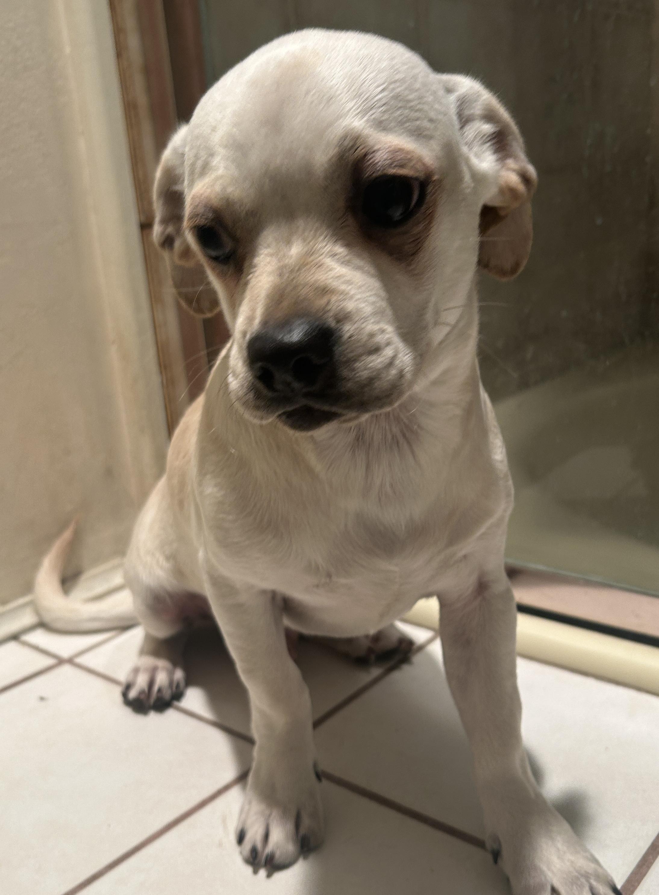 Enlarge WALLY , a ADOPTABLE mixed breed in El Cajon, CA image 3/6