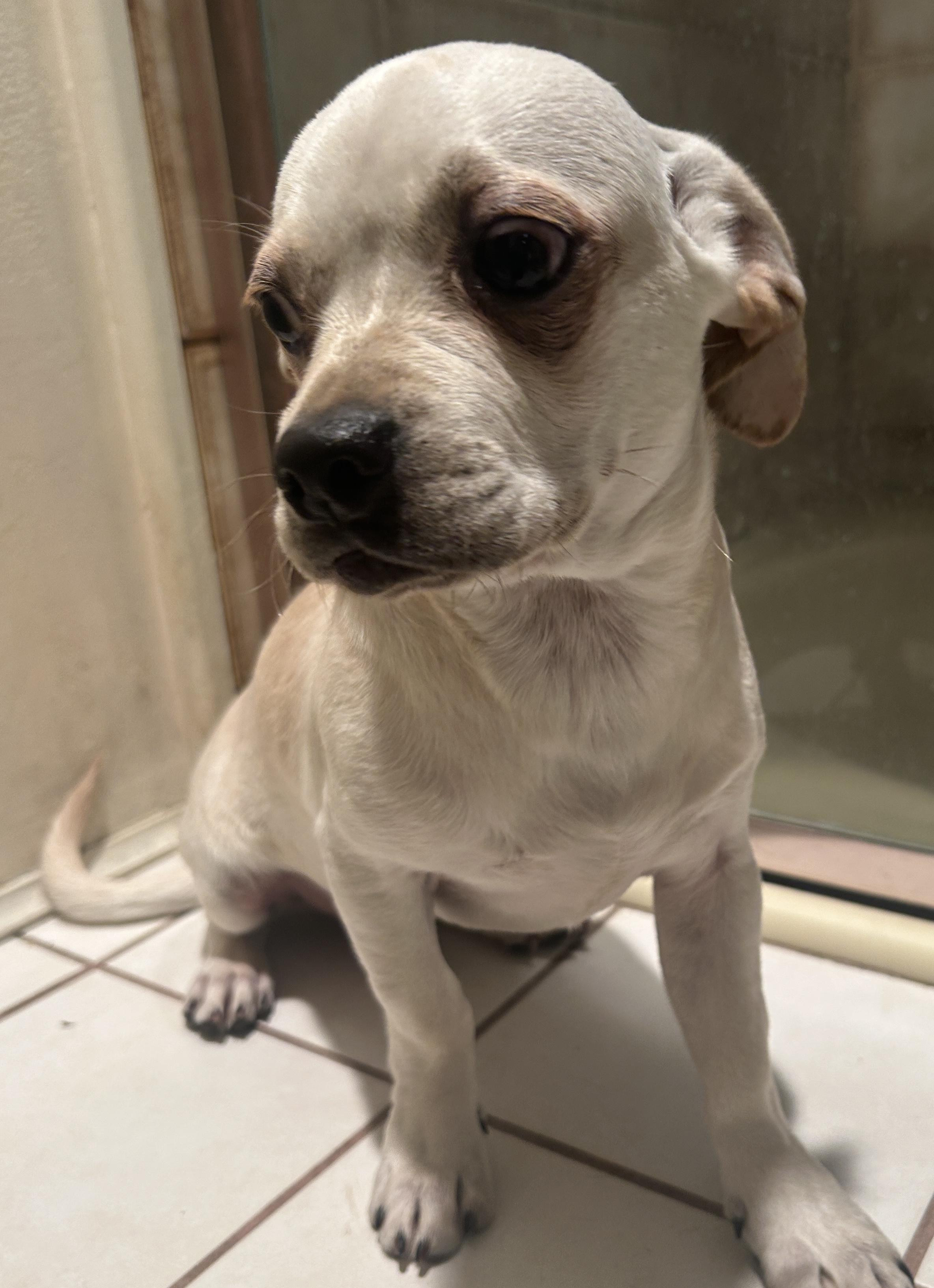 Enlarge WALLY , a ADOPTABLE mixed breed in El Cajon, CA image 1/6