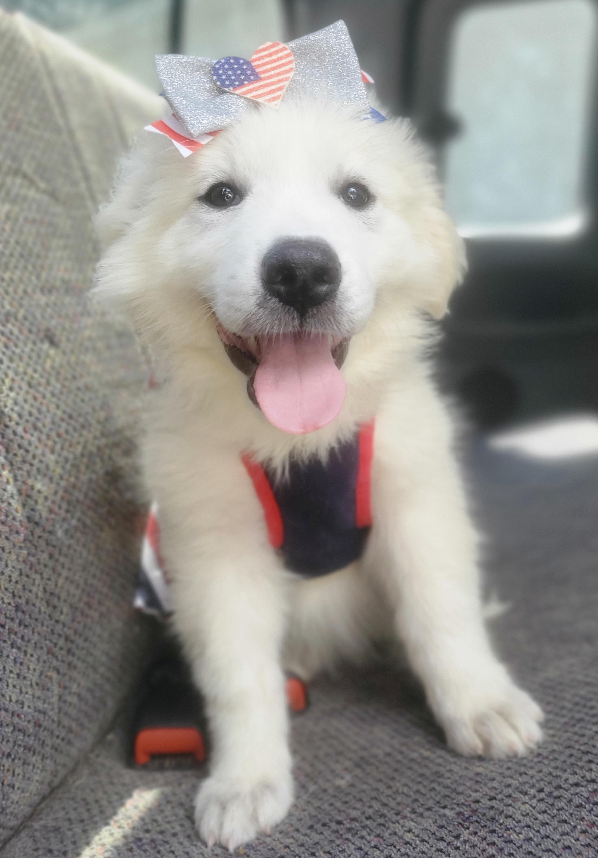 Enlarge Winter, a Adoptable mixed breed in Fayetteville , NC image 5/6