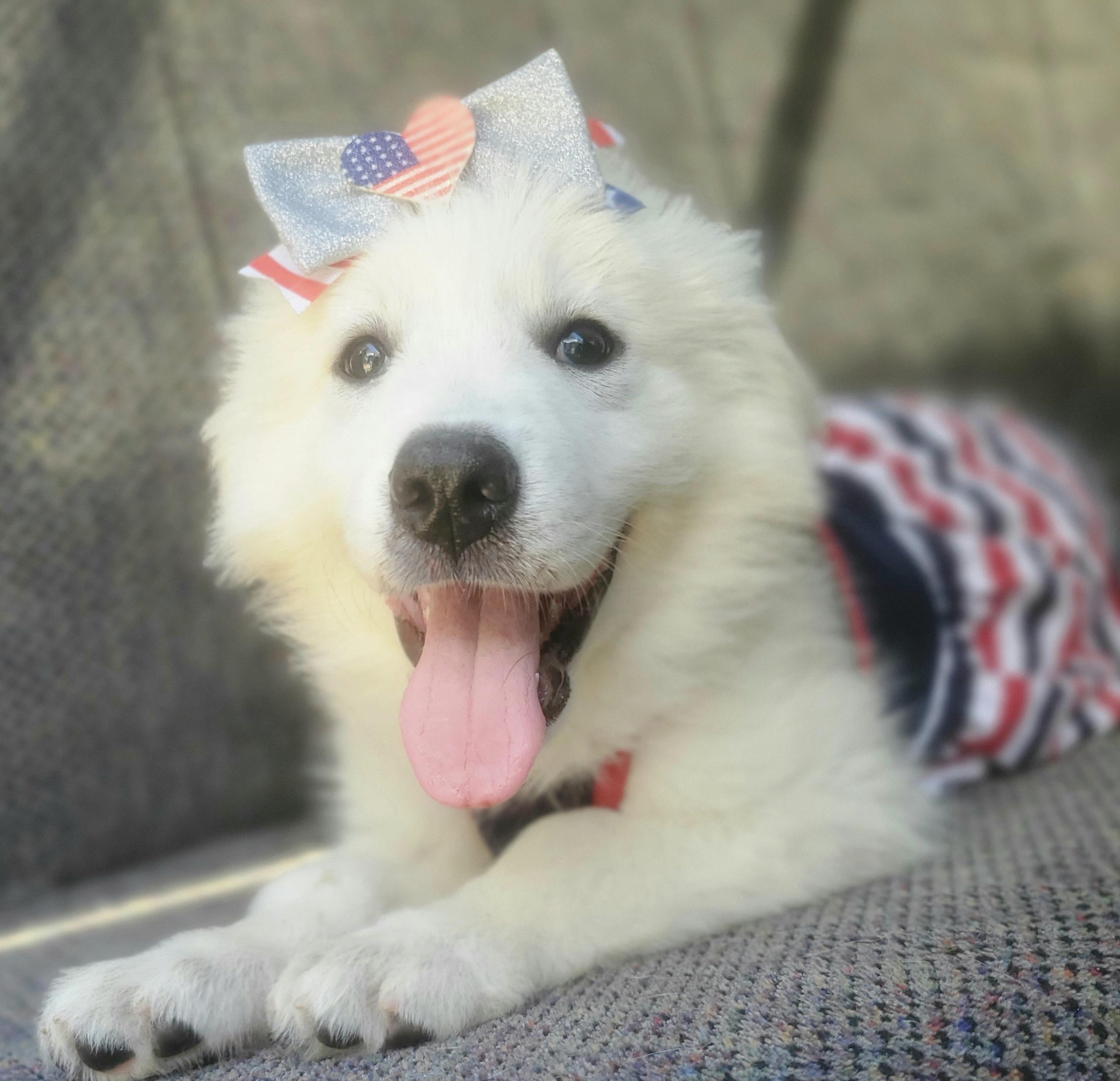 Enlarge Winter, a Adoptable mixed breed in Fayetteville , NC image 2/6