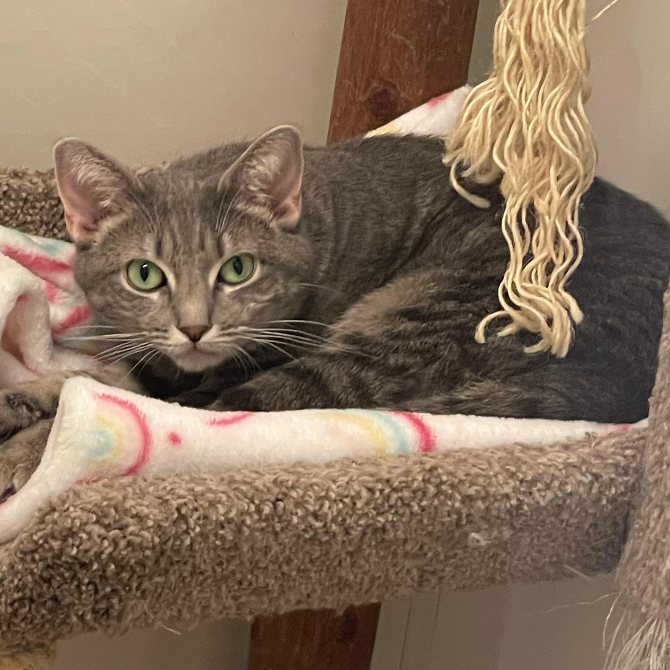 Enlarge Aela, a Adoptable Domestic Short Hair in Indiana, PA image 2/2