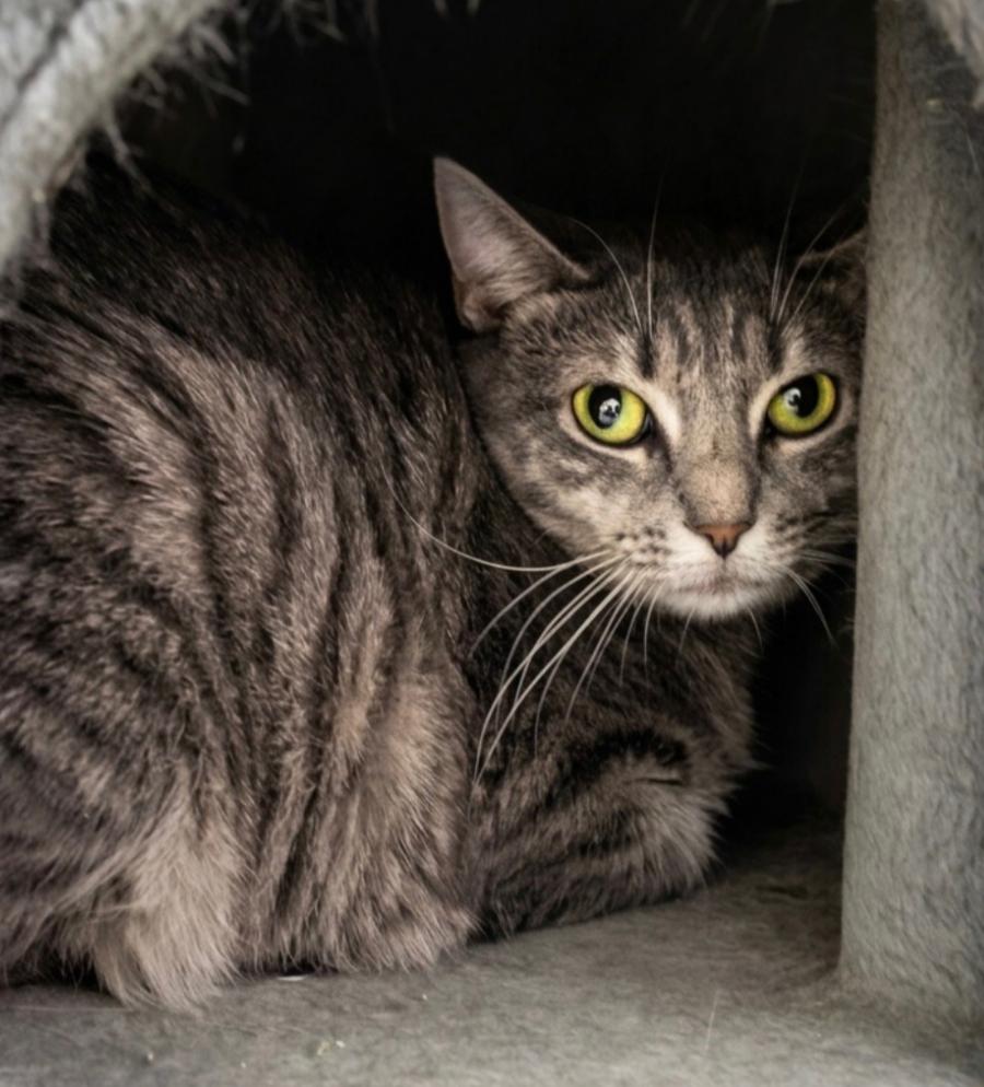Enlarge Aela, a Adoptable Domestic Short Hair in Indiana, PA image 1/4