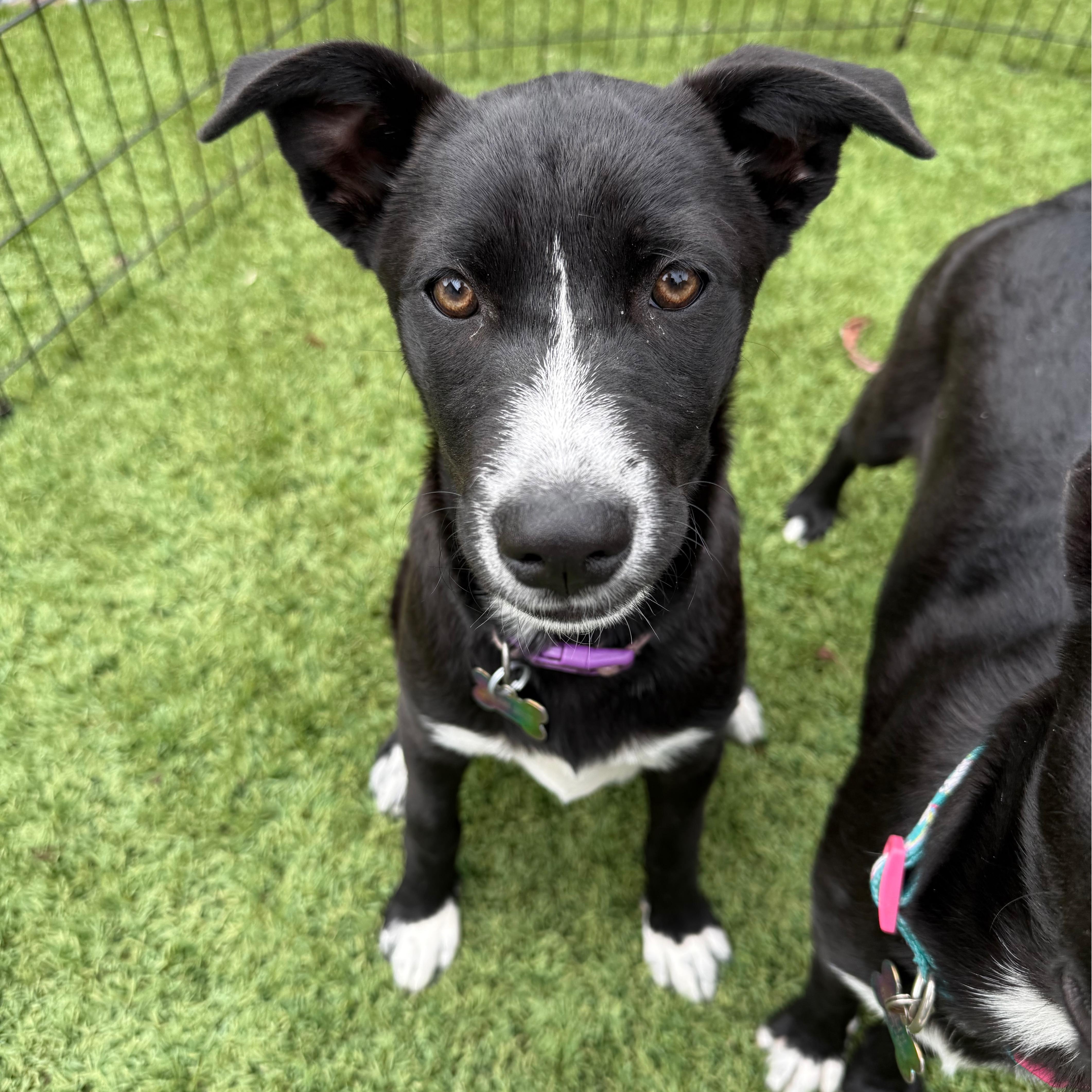 Enlarge Nyx, a Adoptable mixed breed in San Diego, CA image 3/4