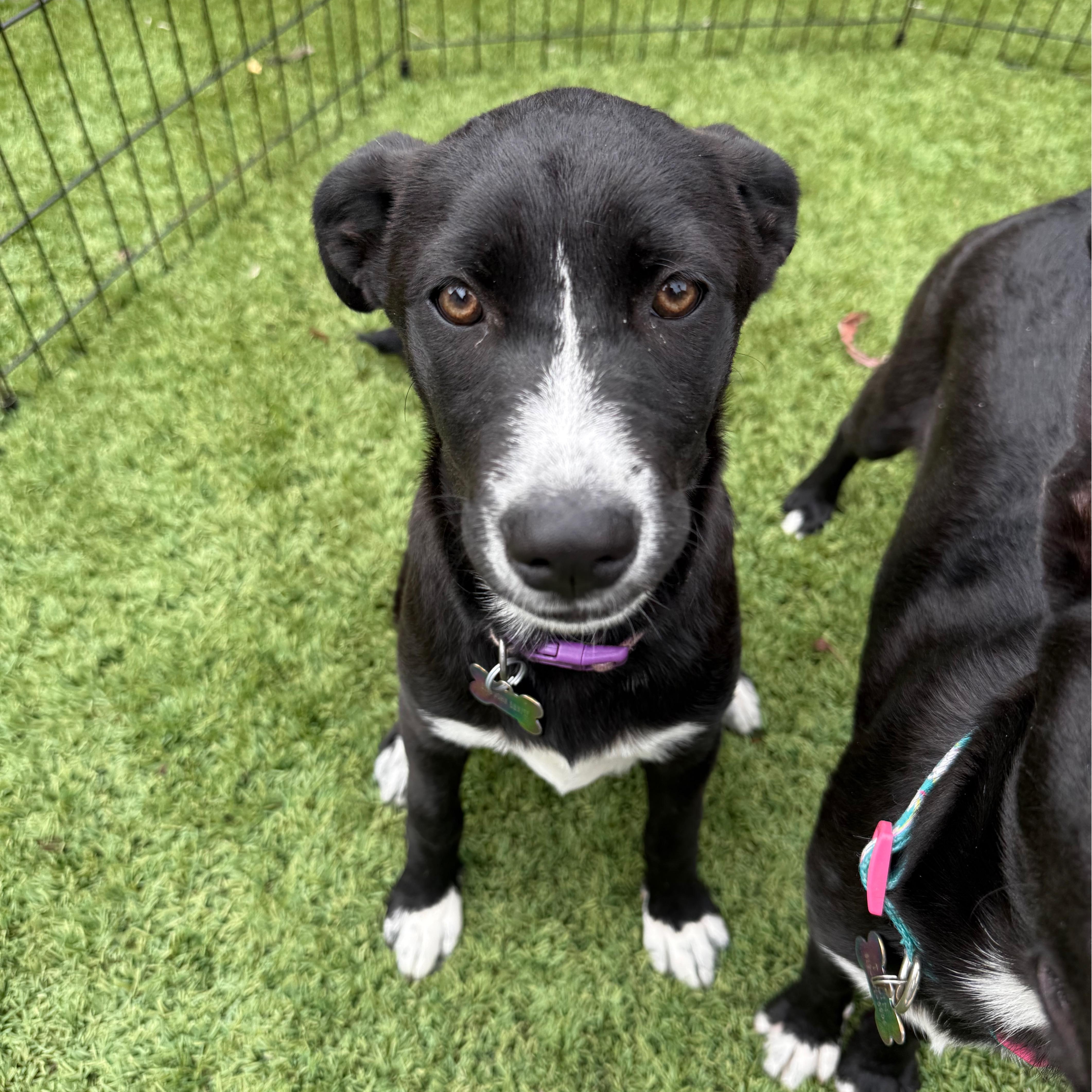Enlarge Nyx, a Adoptable mixed breed in San Diego, CA image 4/4