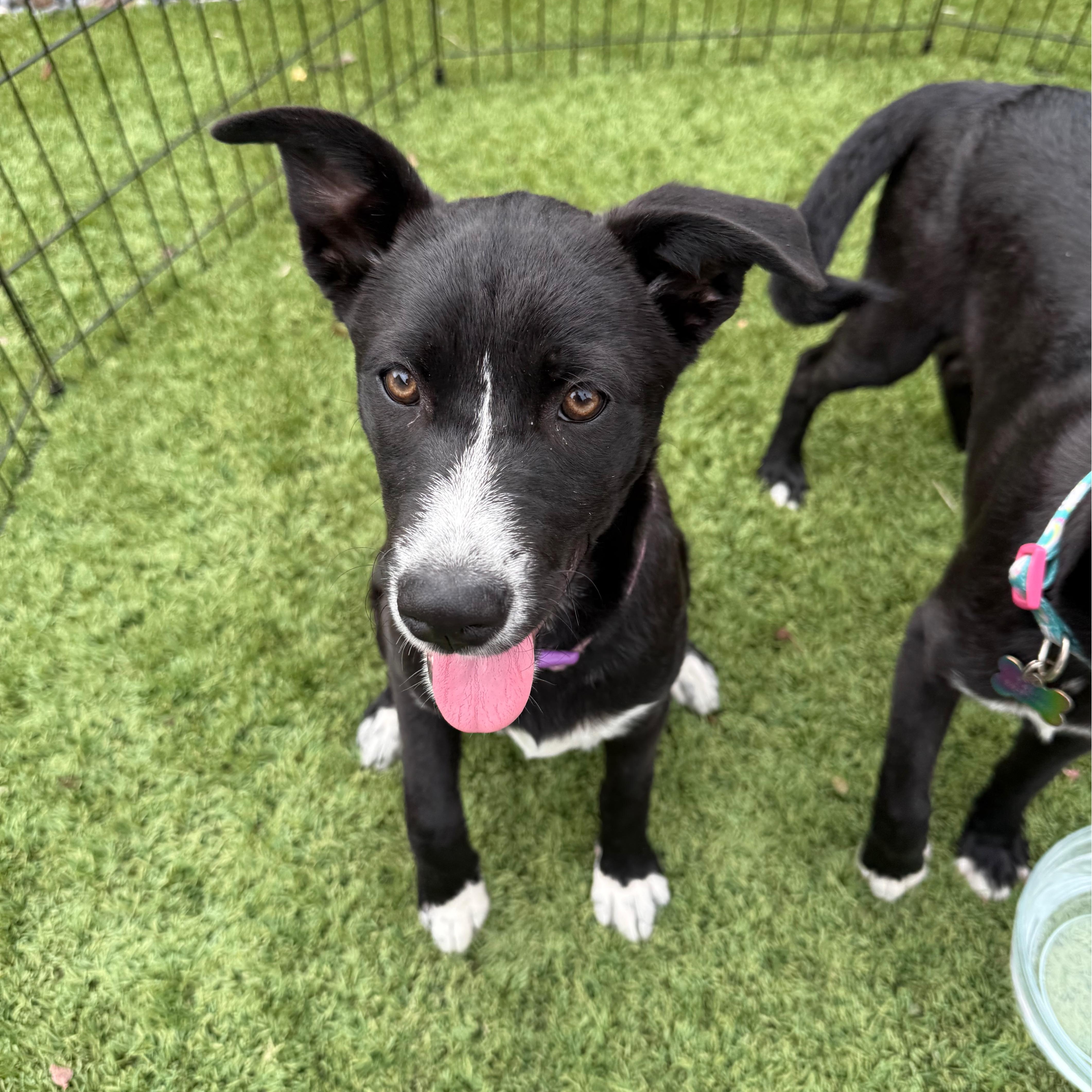 Enlarge Nyx, a Adoptable mixed breed in San Diego, CA image 2/4