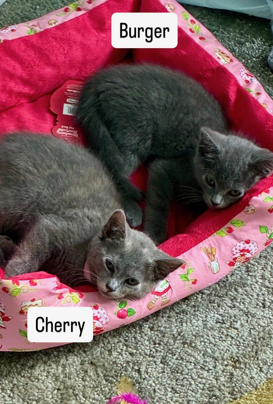 Enlarge Cherry & Burger bonded kittens, a ADOPTABLE Domestic Short Hair in Enfield, CT image 2/2
