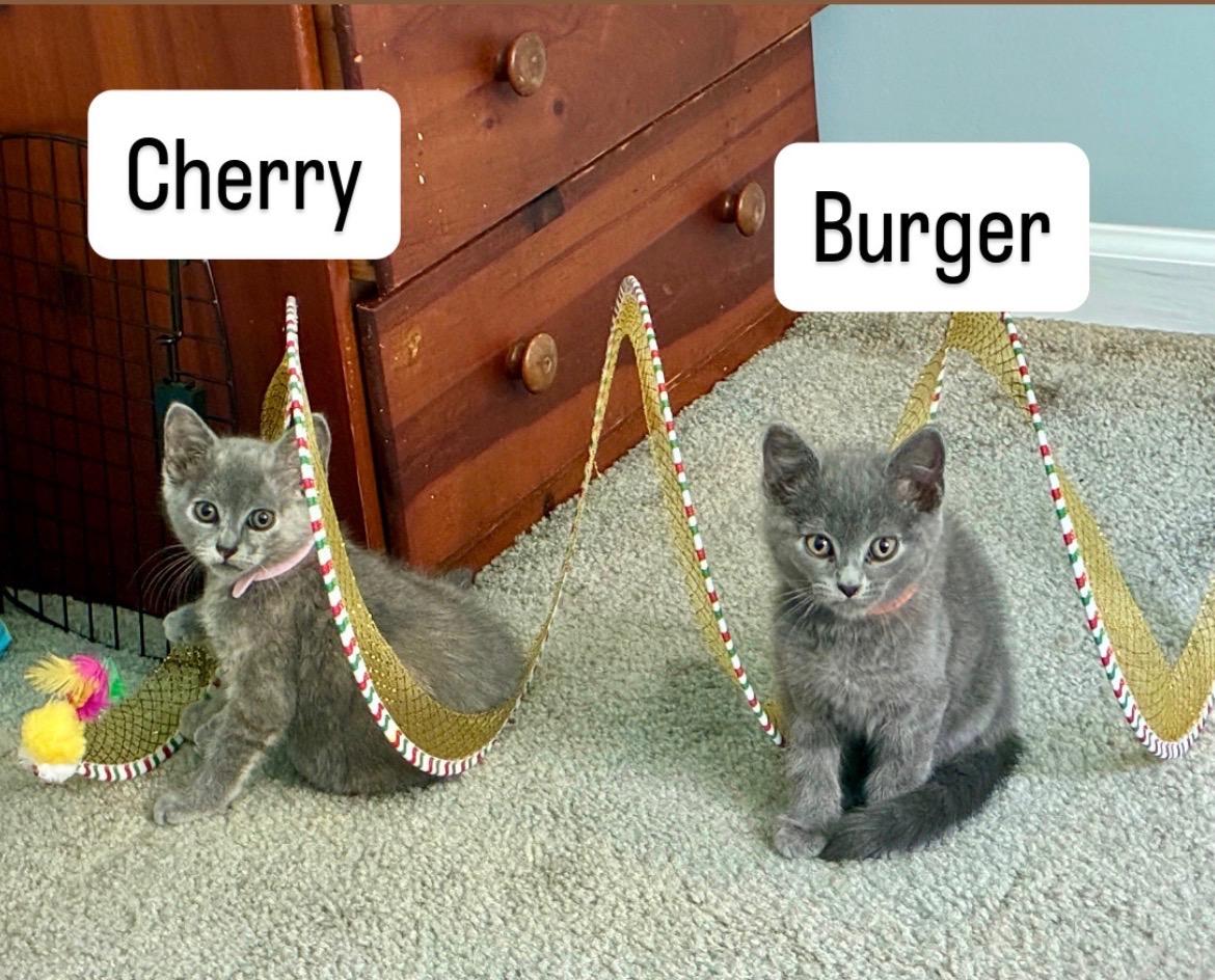 Cherry & Burger bonded kittens, ADOPTABLE, Kitten Male Domestic Short Hair.