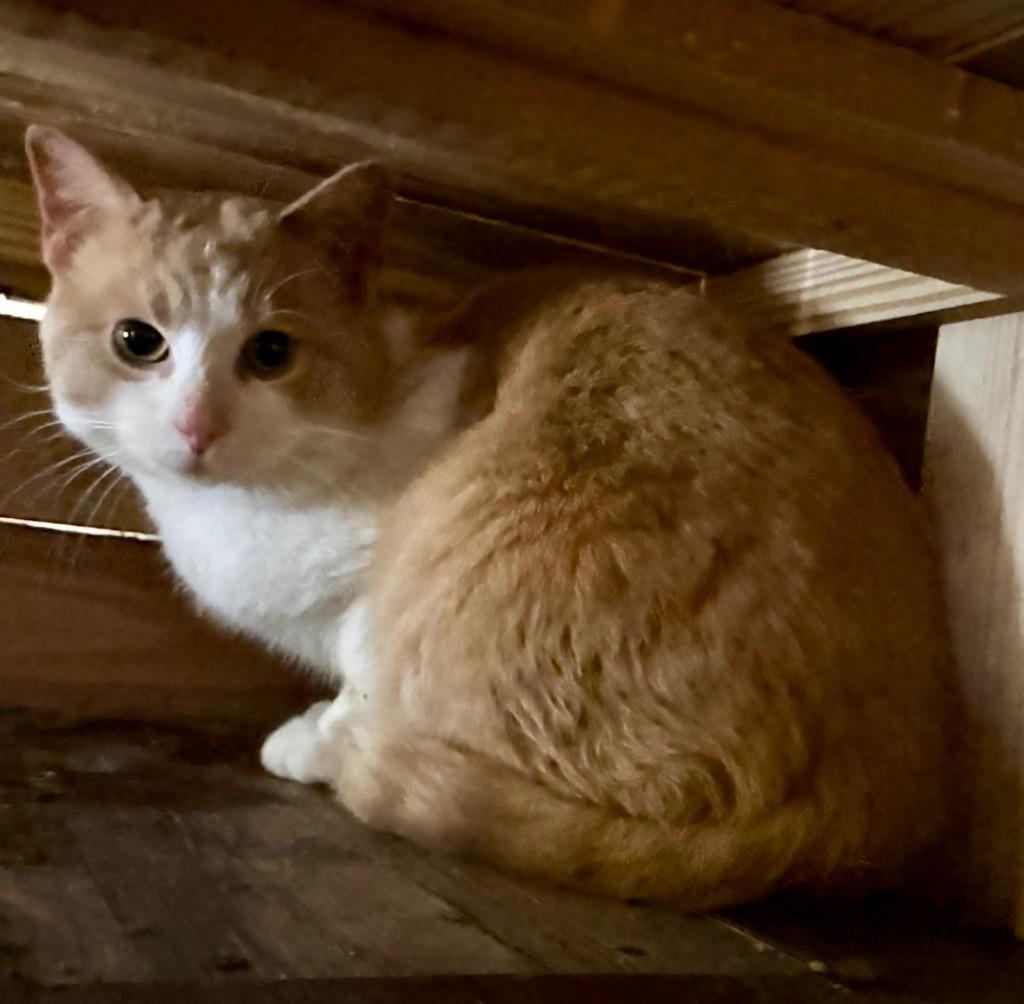 Cruz, Adoptable, Adult Male Domestic Short Hair.