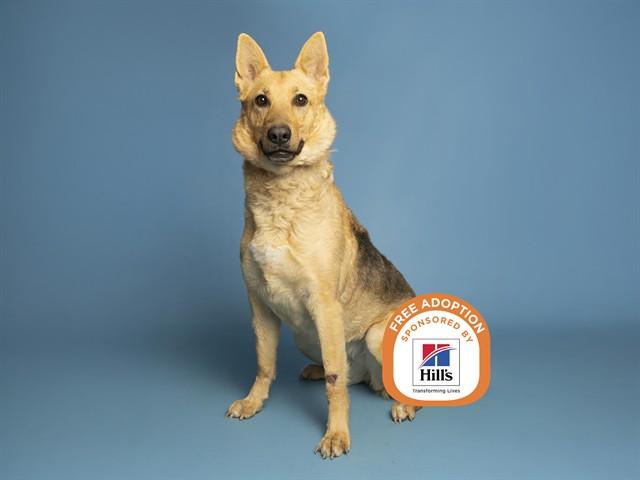ANNALISE, Adoptable, Young Female German Shepherd Dog.