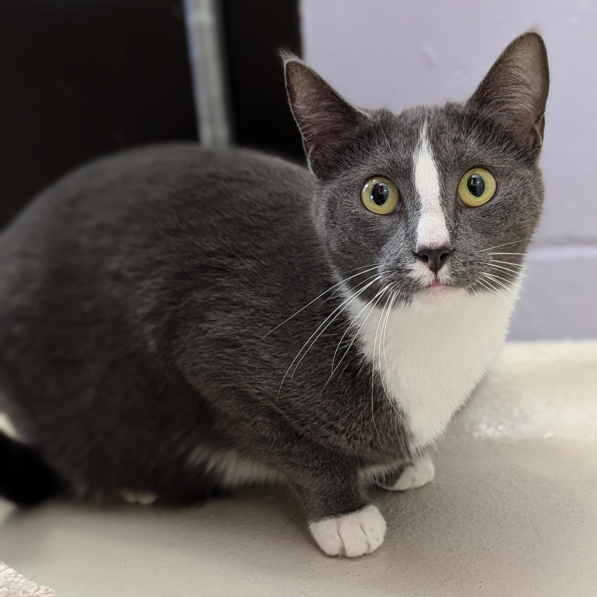 Enlarge Embury, a ADOPTABLE Domestic Short Hair in Jefferson, WI image 2/2