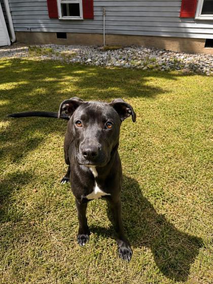 Oreo , ADOPTABLE, Young Female Labrador Retriever.