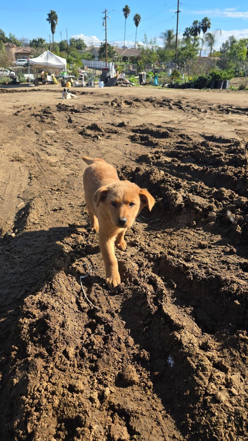 Enlarge Annie, a ADOPTABLE mixed breed in Marina del Rey, CA image 3/4