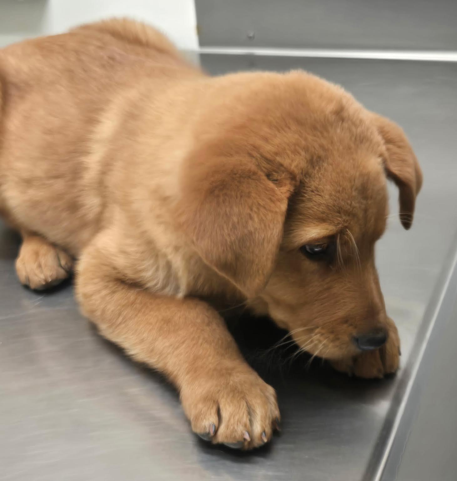 Enlarge Annie, a ADOPTABLE mixed breed in Marina del Rey, CA image 2/4