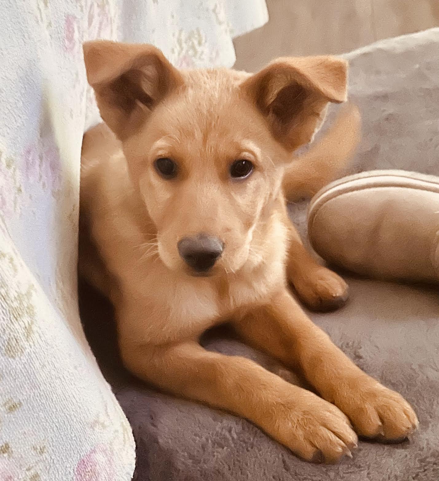 Enlarge Annie, an adopted mixed breed in Marina del Rey, CA image 3/3