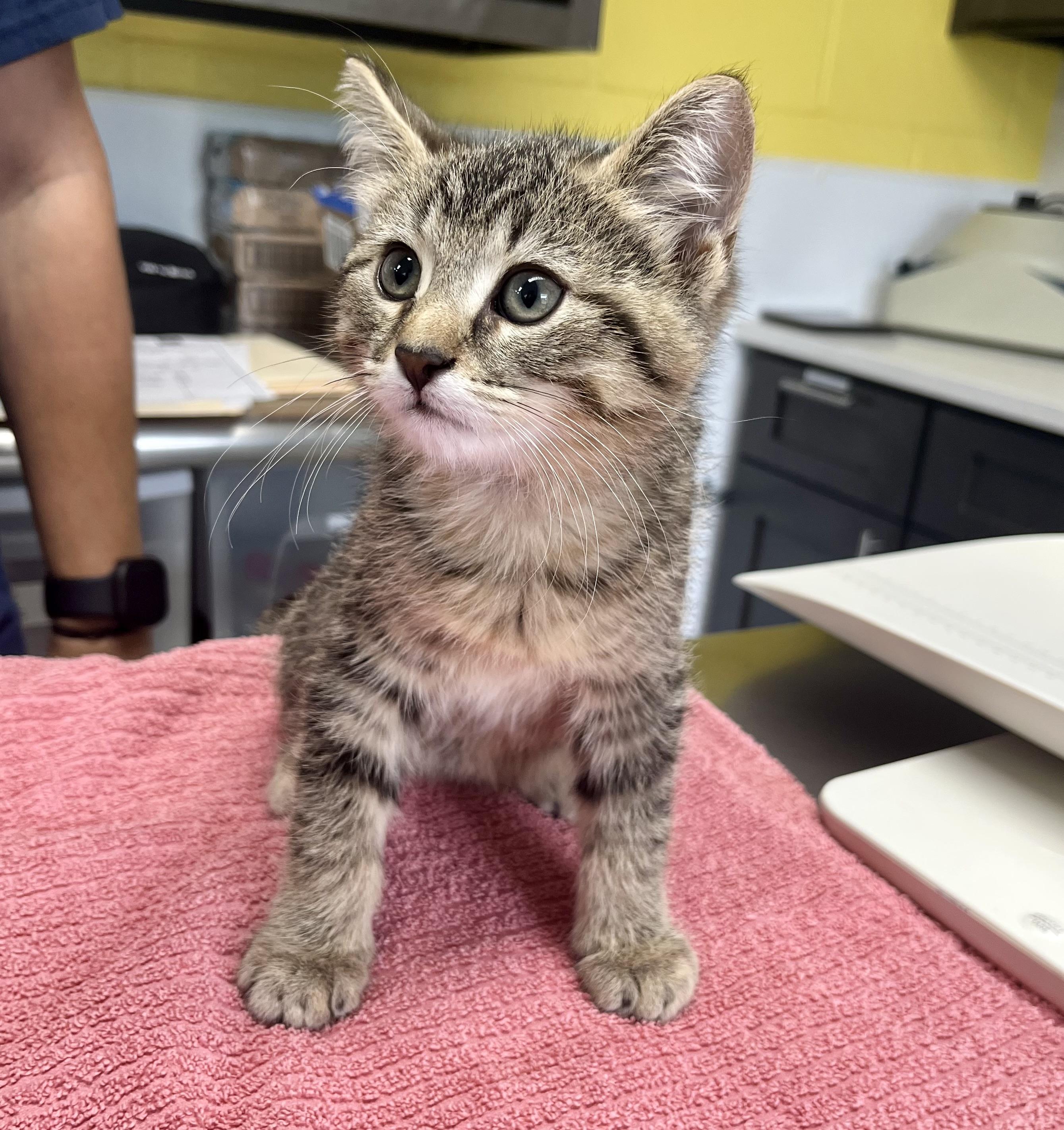 Thing 2, Baby Male Domestic Short Hair