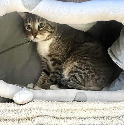 Mooshie, Adoptable, Young Male Domestic Short Hair & Domestic Short Hair.