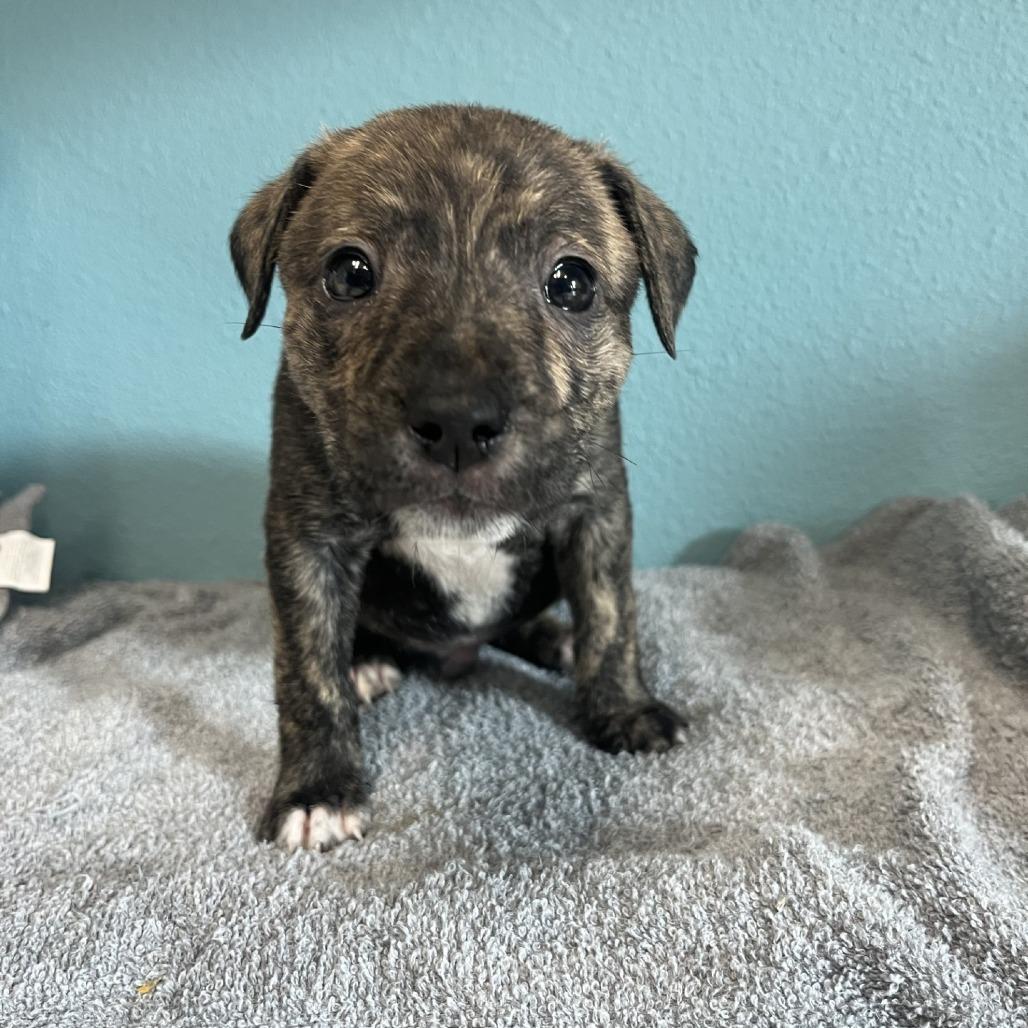 Neveen, Adoptable, Puppy Male Mixed Breed.