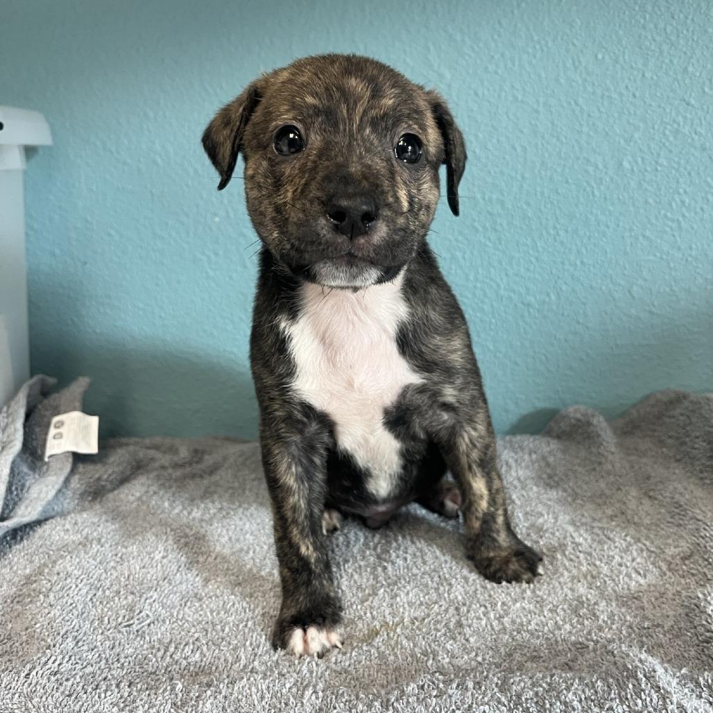 Enlarge Neveen, a Adoptable Mixed Breed in Fredericksburg, TX image 4/5