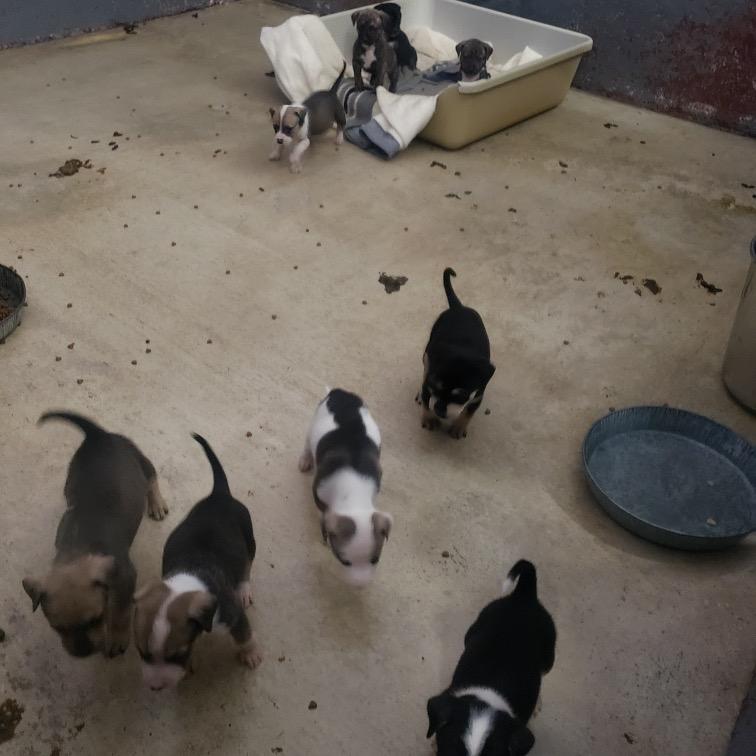 Enlarge Neveen, a Adoptable Mixed Breed in Fredericksburg, TX image 5/5