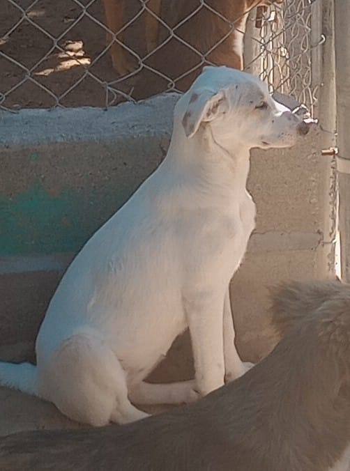 Enlarge COCADA, a Adopted Mixed Breed in Puerto Peñasco, SON image 1/4