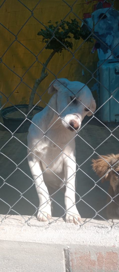 Enlarge COCADA, a Adopted Mixed Breed in Puerto Peñasco, SON image 2/4