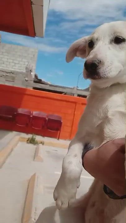 Enlarge COCADA, a Adopted Mixed Breed in Puerto Peñasco, SON video 4/4