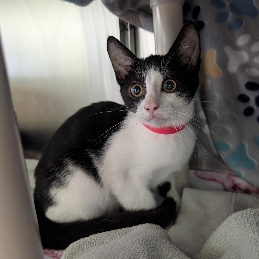 Enlarge What?, a Adoptable Domestic Short Hair in Emporia, KS image 2/2