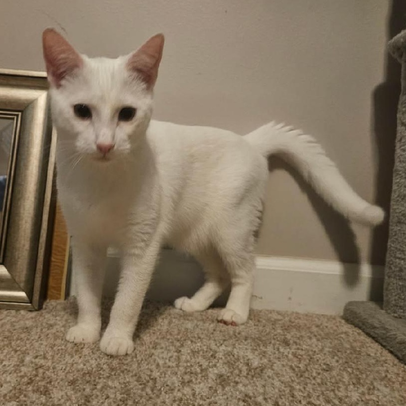 Bella, Adoptable, Young Female Domestic Short Hair.