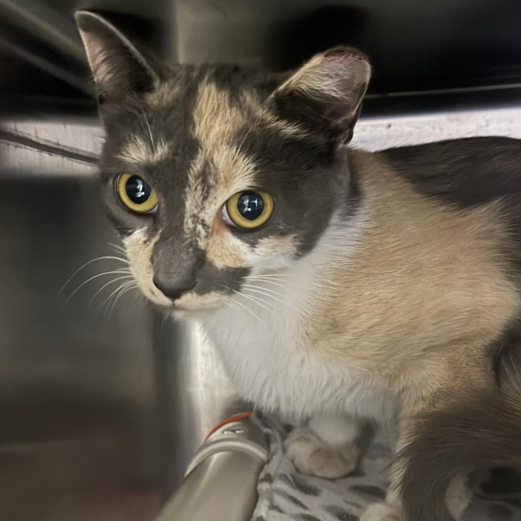 Enlarge Grafitti, a Adoptable Domestic Short Hair in Marion, VA image 1/1