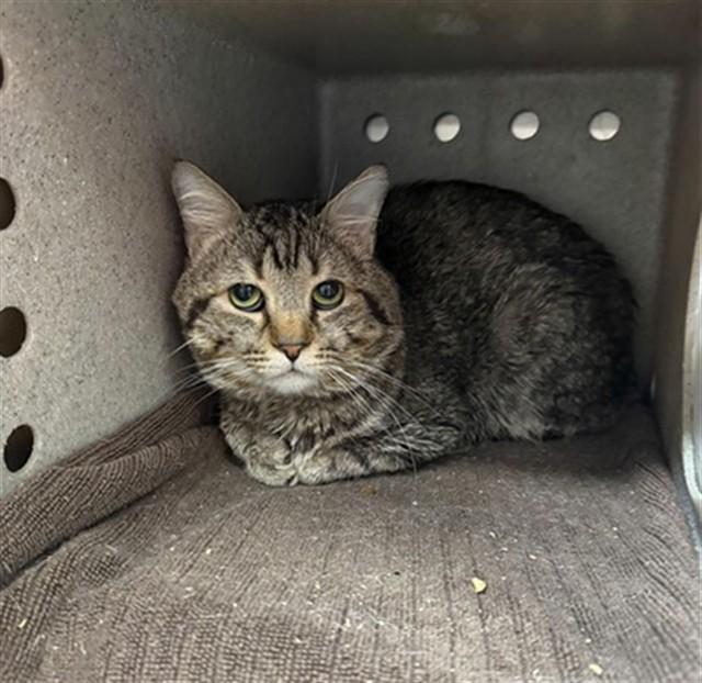 Enlarge SUNSHINE, a Adoptable Domestic Short Hair in Louisville, KY image 1/1